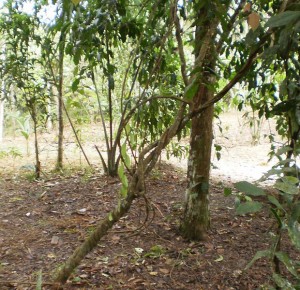 Figure 4: The plant, ‘ayahuasca’. Photo by Hamtunruna.
