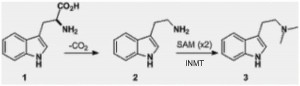 Figure 3: A reaction diagram of DMT synthesis - Axelrod’s pivotal discovery.