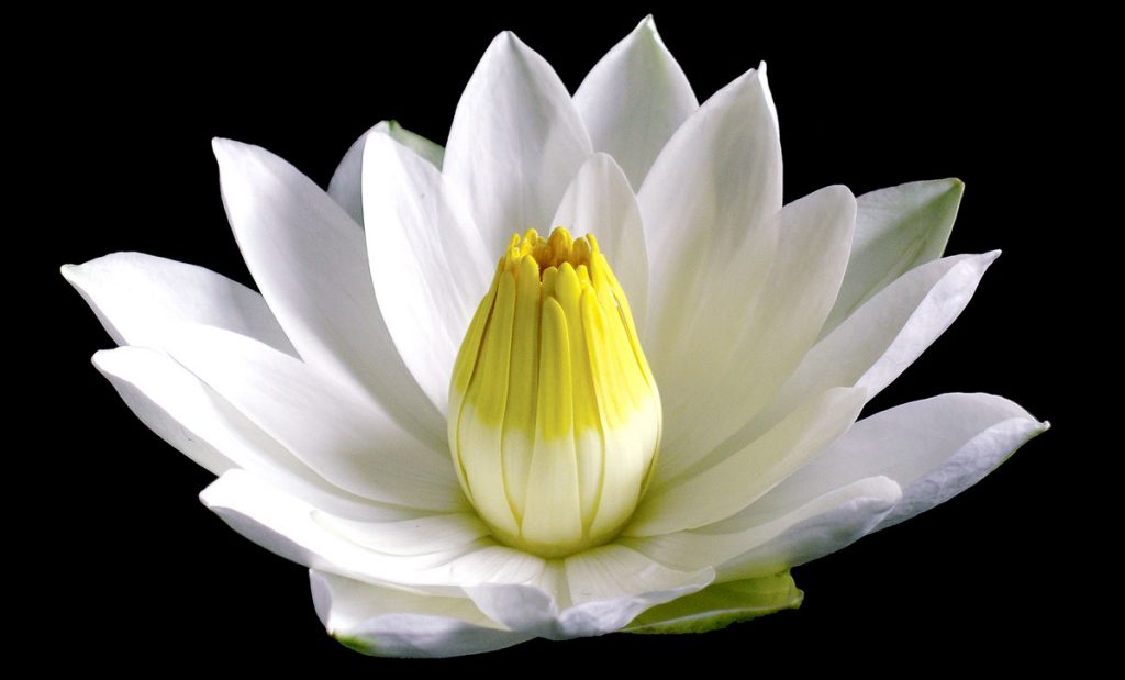 6: The Sacred Ancient Egyptian White Waterlily, although less familiar than the Blue Waterlily, was equally vital in the development of ancient Egyptian symbolism. Its petals are thicker, wider and blunter, and the top half of its vase-like cluster of stamens is often colored yellow. Both Waterlily flowers rise 5– 8 inches above the water and bloom for 3 days or nights, after which they sink to the bottom and spend the next 4– 6 weeks developing seeds. They open and close daily, as do many flowers, but they do not rise and sink with the rising and setting of the Sun, as has been suggested.